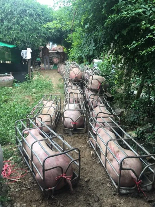 Camboja cria porcos da raça Durok geneticamente modificados