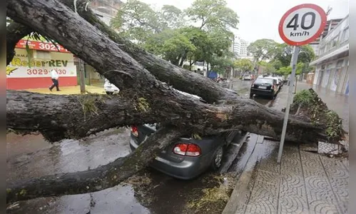 Temporal provoca queda de 37 árvores em Maringá e dois carros são atingidos