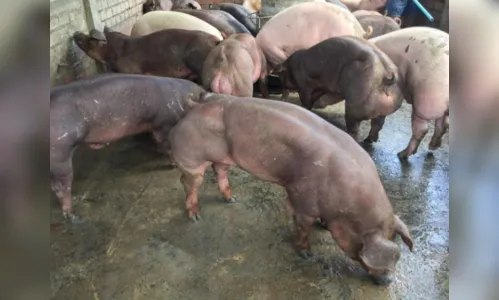 
							Camboja cria porcos da raça Durok geneticamente modificados; (vídeo)
						
						