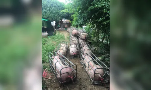 
							Camboja cria porcos da raça Durok geneticamente modificados; (vídeo)
						
						