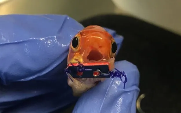 Peixinho que nasceu sem mandíbula ganha prótese improvisada com cartão de crédito - Foto - Reprodução/ Hypeness​