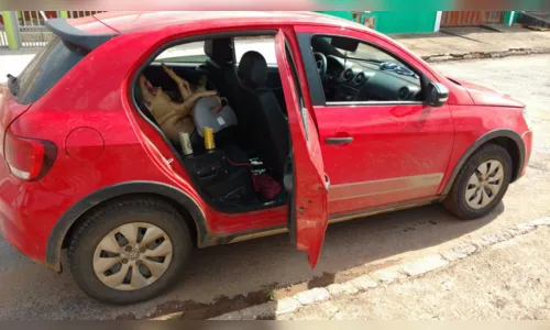 
							Motorista embriagado é preso carregando porco em cadeirinha de bebê
						
						