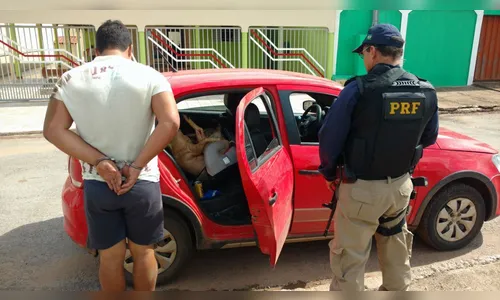 Motorista embriagado é preso carregando porco em cadeirinha de bebê