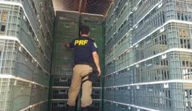A maconha estava em um fundo falso de um caminhão destinado ao transporte de frangosDivulgação/Polícia Rodoviária Federal