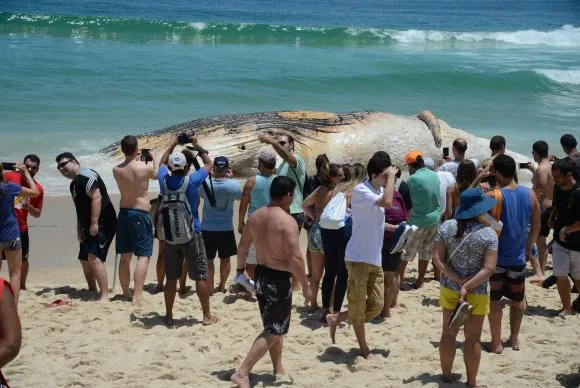 Baleia encalhada atrai curiosidade de banhistas em praia do Rio