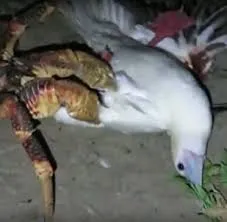 Ataque mortal do enorme e impiedoso caranguejo