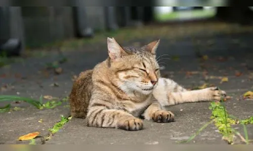 Gato de rua é suspeito de tentativa de homicídio no Japão