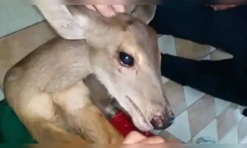 Veado invade salão de beleza e é resgatado: 'Fez a maior algazarra'