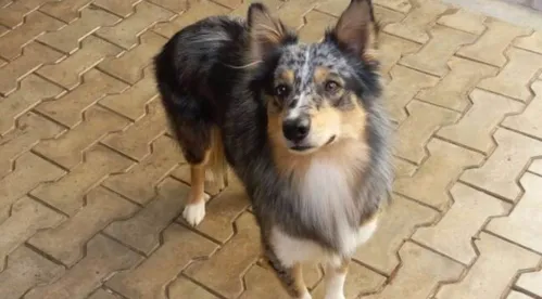 Cão corre o risco de perder os movimentos das patas traseiras - Foto: Colaboração Portal da Cidade Umuarama