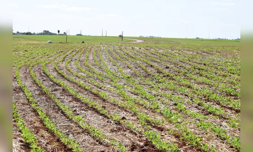 Mercado futuro é opção para produtor