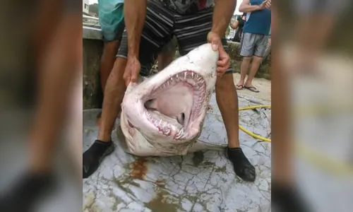 Pescador é surpreendido ao capturar tubarão de 150 kg 'sem querer' 