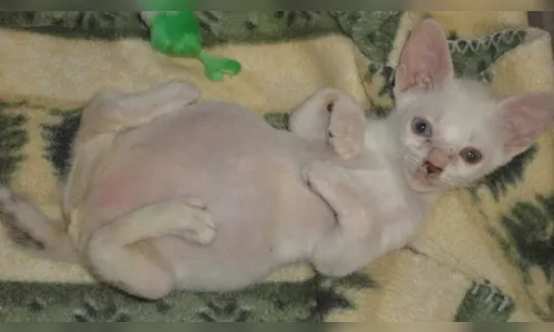 Gatinha com patas invertidas vai ganhar cadeira de rodas graças a doações