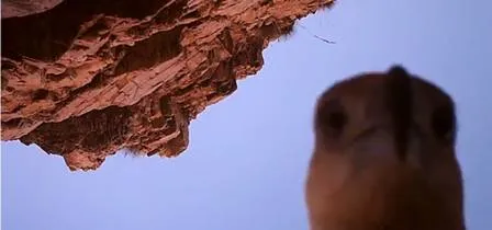 Águia ‘furta’ câmera na Austrália e filma viagem de quase 110 km Foto: YouTube / Reprodução