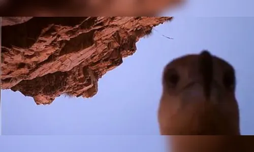Águia ‘furta’ câmera na Austrália e filma viagem de quase 110 km