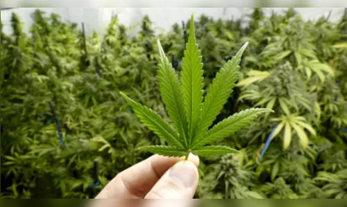 PM prende moça com  galhos, folhas e flores de maconha em Apucarana