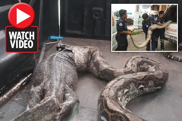 Mulher se depara com serpente gigante que regurgitou lagarto de 15 kg - Foto: Reprodução/Daily Star