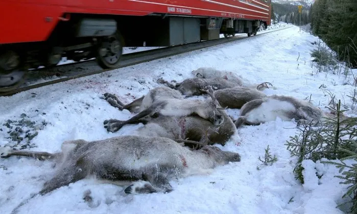 Em apenas um acidente, 65 renas morreram após serem atingidas por um trem - JOHN ERLING UTSI / AFP