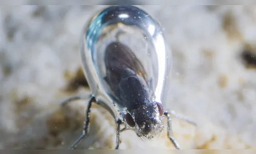 Mosca sobrevive em lago mortal envolvendo-se em uma bolha; entenda como