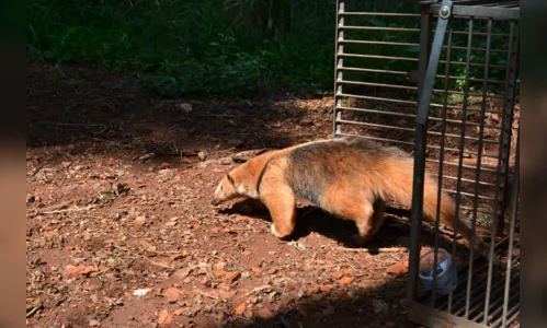 
							Tamanduá mirim é devolvido à natureza após ser capturado em Arapongas
						
						