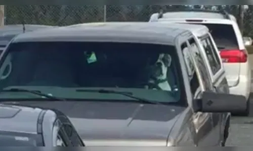 Cão é flagrado buzinando após dono deixá-lo trancado em carro; veja vídeo