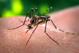 Paraná mantém estratégia de vacina contra a dengue