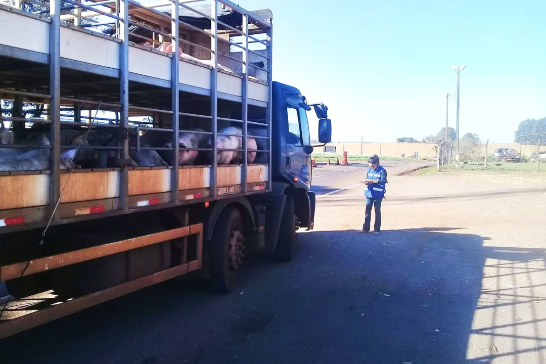 Normas são necessárias para transporte de bois e búfalos (Foto: Secs)