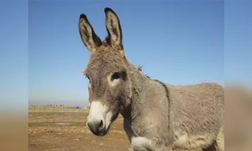 Burros são presos na Índia por comer flores de funcionários de presídio