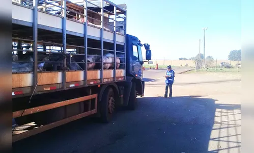 Adapar disponibiliza Guia de Trânsito Animal online para pecuaristas