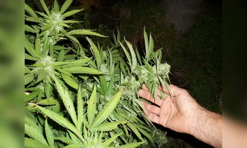Legalização da Cannabis Medicinal pode movimentar US $ 1,4 bilhão no Brasil