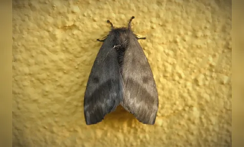 População deve redobrar cuidados com lagartas e mariposas