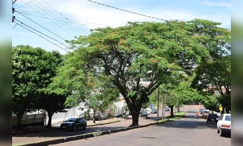 Plano de arborização prevê erradicação de 5 mil espécies exóticas em Ivaiporã