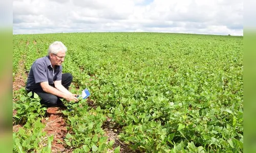 Safra de feijão começa com preços em baixa