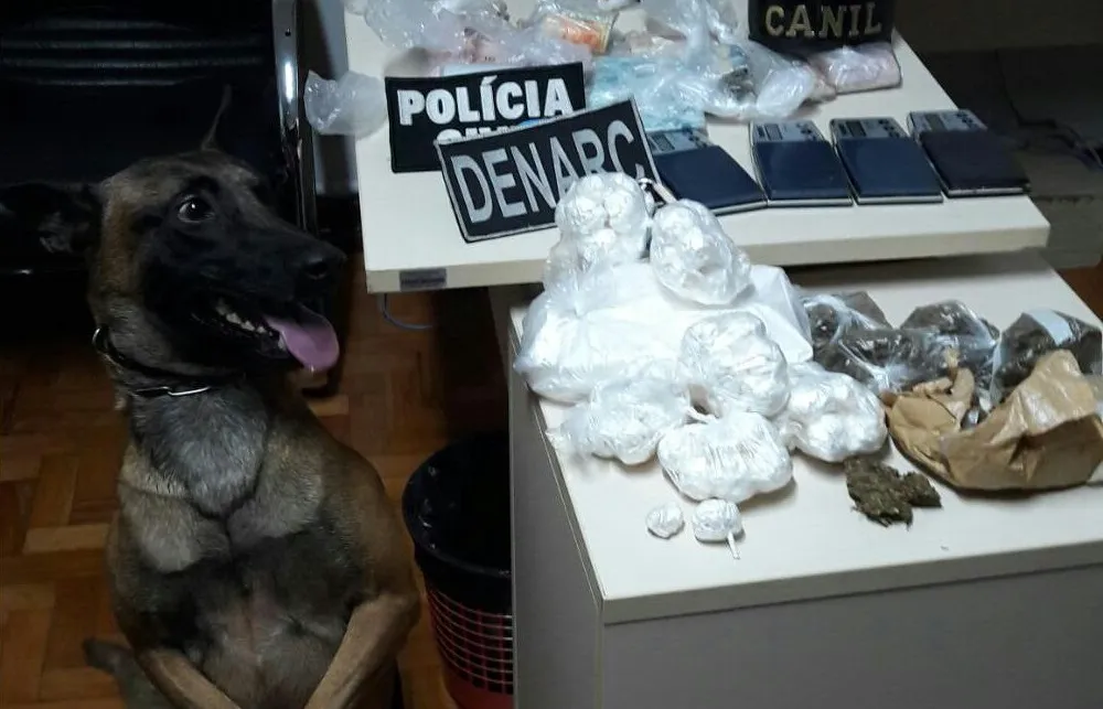 O cachorro farejador Aço, do canil da PM de Apucarana: mais drogas apreendidas - Foto: Reprodução/Whatsapp