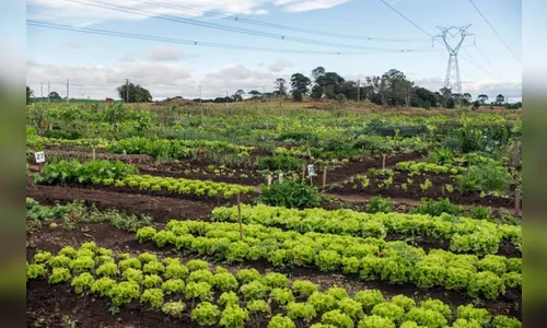 População e prefeito Sérgio Onofre aprovam projeto ''Horta Comunitária''