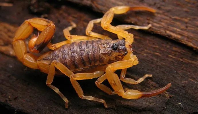 O escorpião amarelo é o mais venenoso - Foto: Divulgação