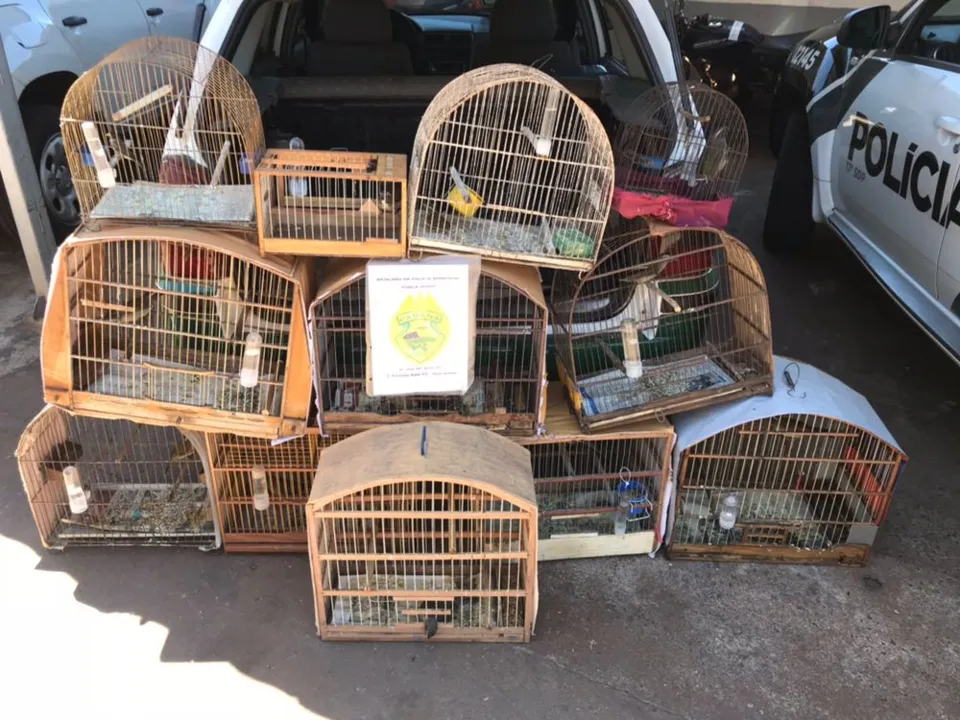 Polícia Ambiental resgata 12 pássaros silvestres de cativeiro em Jandaia do Sul