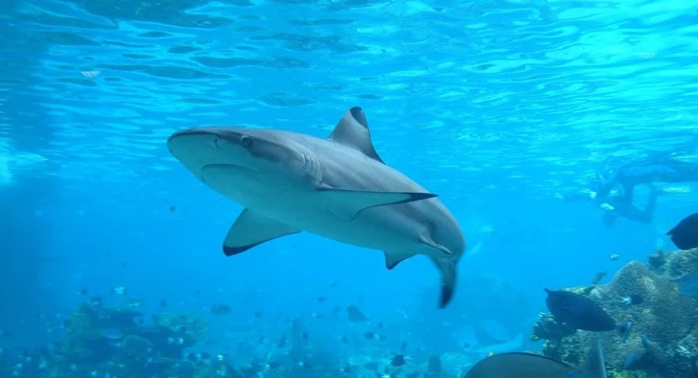 Homem filma momento em que esposa é atacada por tubarão durante lua de mel