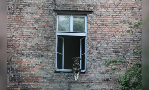 Cão se joga do 11º andar e cai sobre mulher na Colômbia