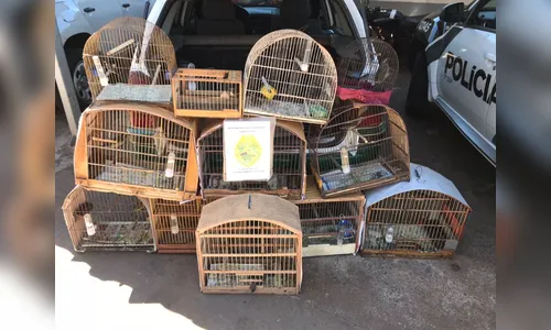 Polícia Ambiental resgata 12 pássaros silvestres de cativeiro em Jandaia do Sul