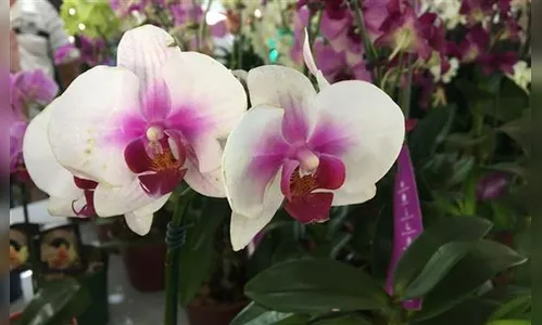 Expoflores prossegue até domingo em Sarandi com mais de 200 espécies