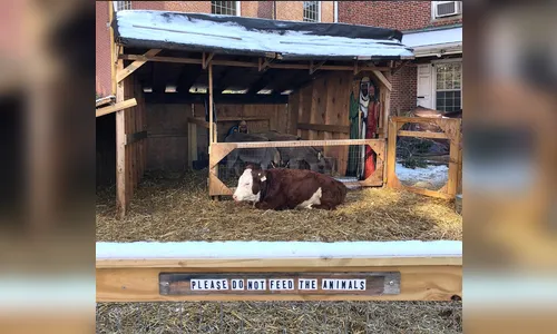 Vaca foge duas vezes de presépio nos EUA