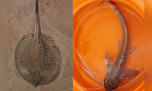 Secretaria da Saúde alerta para acidentes com arraias e bagres