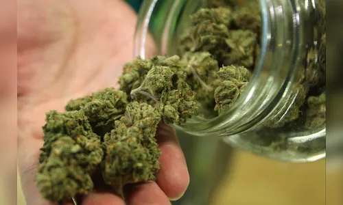 Justiça Federal libera casal a plantar maconha no interior do Paraná  para tratar o filho de 10 anos