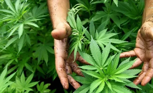 Fazenda cultiva cannabis com rock 