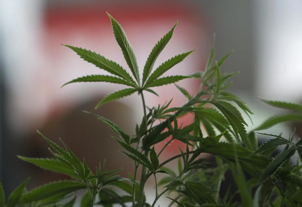 Apoio à legalização cresce no país, diz pesquisa