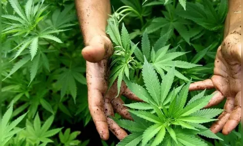 Fazenda cultiva cannabis com rock 