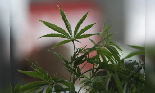 Apoio à legalização cresce no país, diz pesquisa