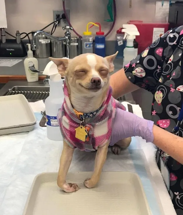 Chihuahua “rouba“ bolo de maconha e fica sorridente