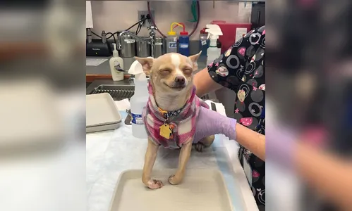 Chihuahua “devora“ bolo de maconha e fica sorridente