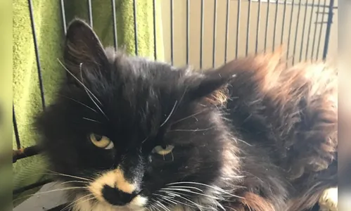 Gato fugitivo reaparece após mais de um ano e meio sumido